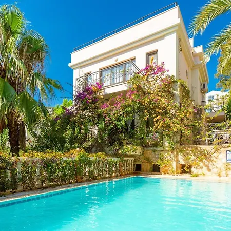 Violet * Kalkan